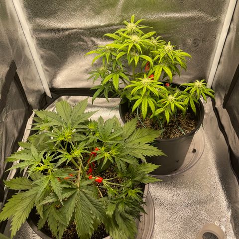 Sour Stomper growlog timeline photo