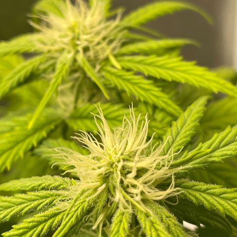 Sour Stomper growlog timeline photo