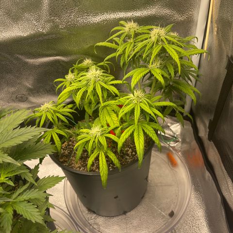 Sour Stomper growlog timeline photo
