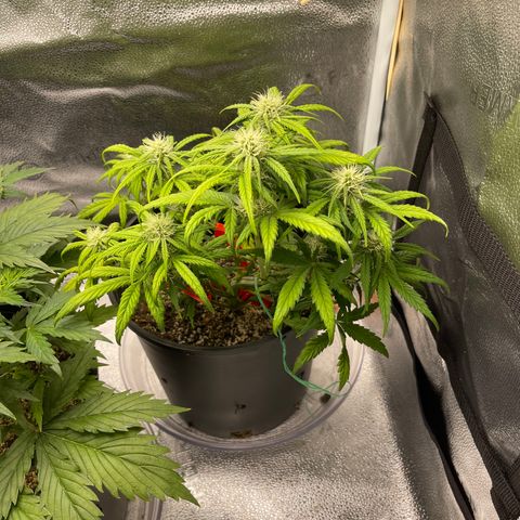 Sour Stomper growlog timeline photo