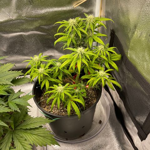 Sour Stomper growlog timeline photo