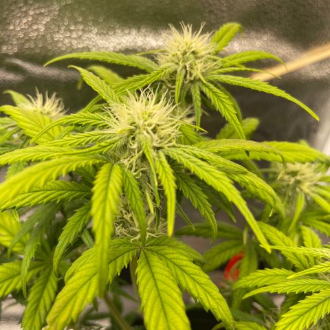 Sour Stomper growlog timeline photo