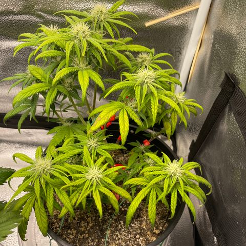 Sour Stomper growlog timeline photo