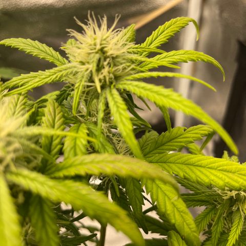 Sour Stomper growlog timeline photo