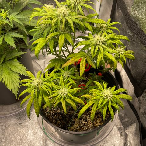 Sour Stomper growlog timeline photo