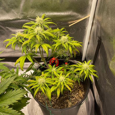 Sour Stomper growlog timeline photo