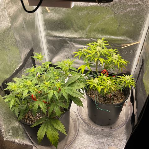 Sour Stomper growlog timeline photo