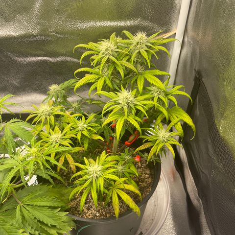 Sour Stomper growlog timeline photo