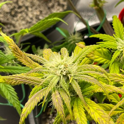 Sour Stomper growlog timeline photo
