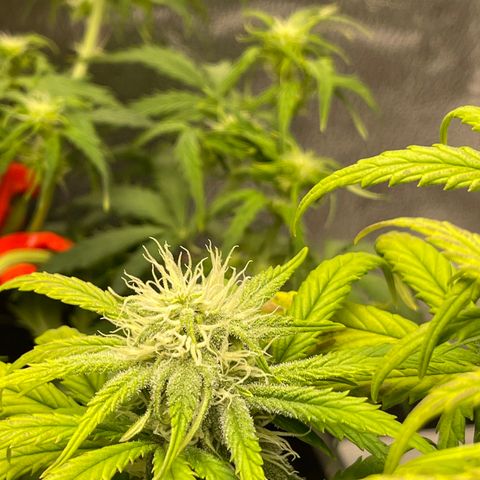 Sour Stomper growlog timeline photo