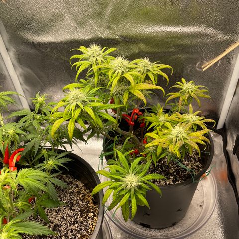Sour Stomper growlog timeline photo