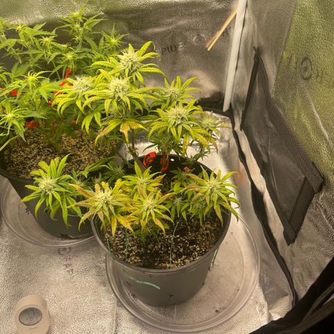 Sour Stomper growlog timeline photo