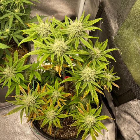 Sour Stomper growlog timeline photo