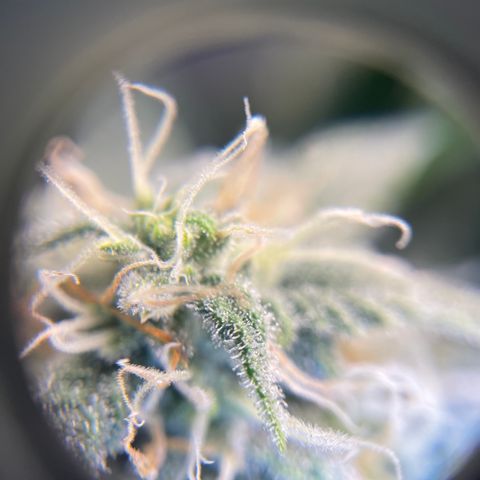 Sour Stomper growlog timeline photo