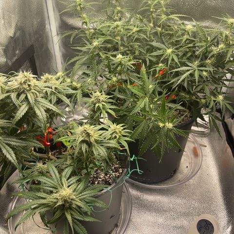 Sour Stomper growlog timeline photo