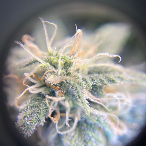 Sour Stomper growlog timeline photo