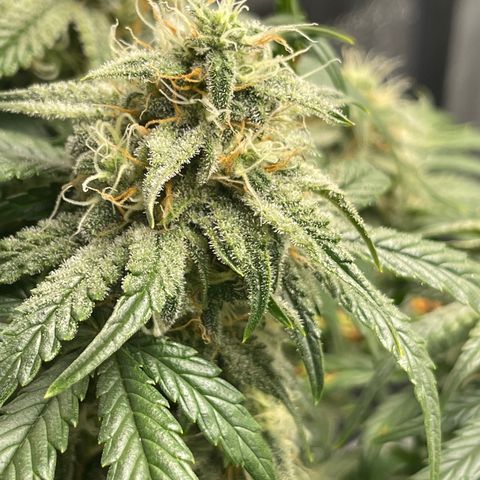 Sour Stomper growlog timeline photo