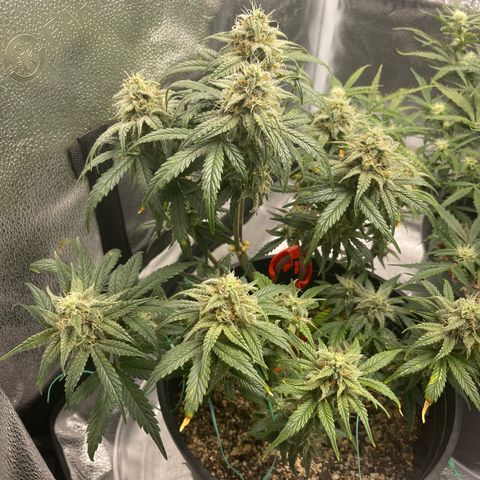 Sour Stomper growlog timeline photo