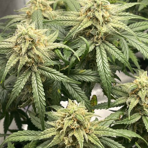 Sour Stomper growlog timeline photo