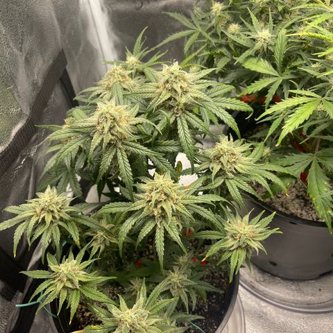 Sour Stomper growlog timeline photo