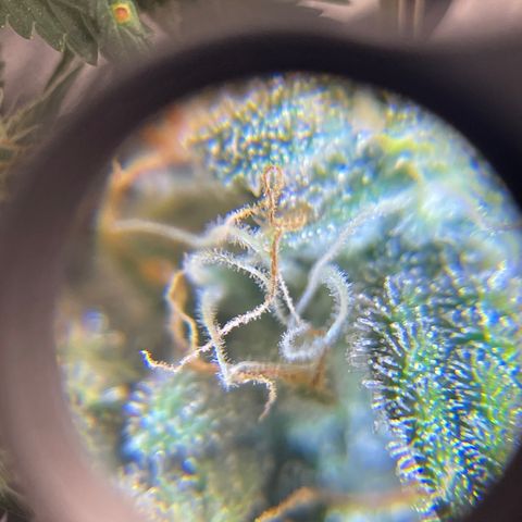 Sour Stomper growlog timeline photo