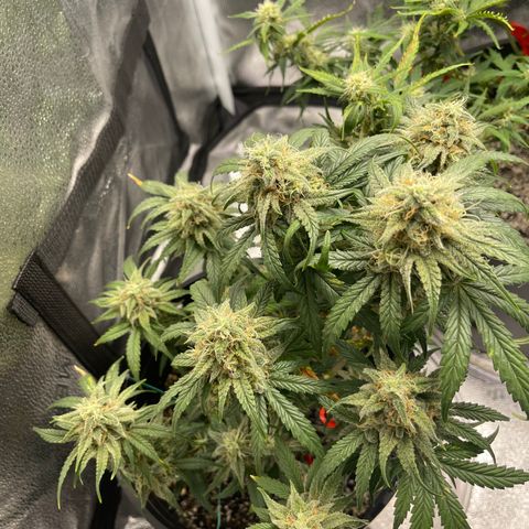 Sour Stomper growlog timeline photo