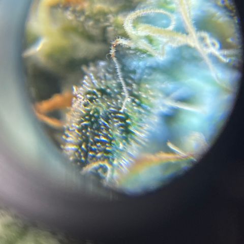 Sour Stomper growlog timeline photo