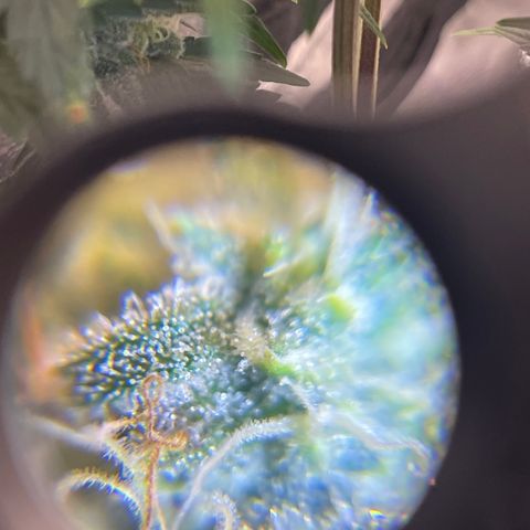 Sour Stomper growlog timeline photo