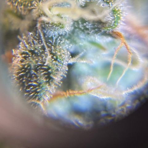 Sour Stomper growlog timeline photo