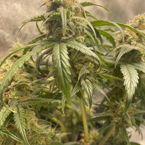 Sour Stomper growlog timeline photo