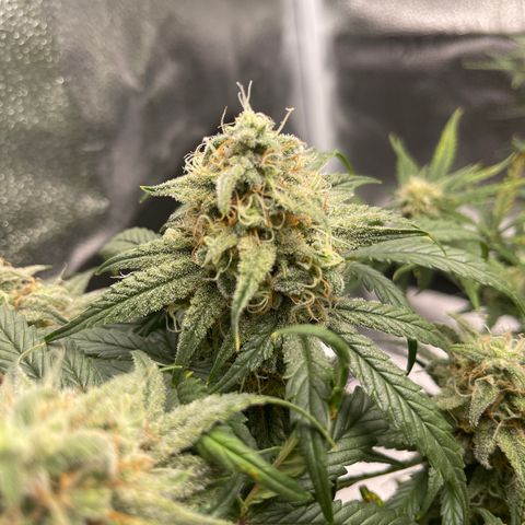 Sour Stomper growlog timeline photo