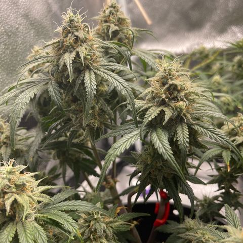 Sour Stomper growlog timeline photo