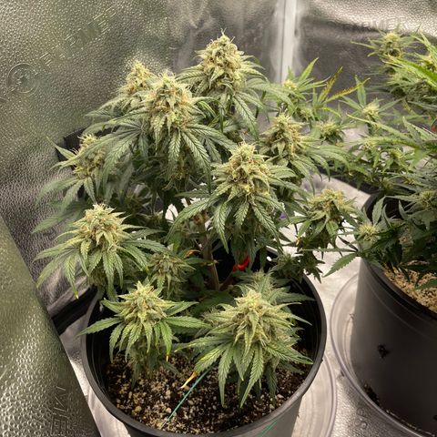 Sour Stomper growlog timeline photo