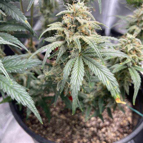 Sour Stomper growlog timeline photo