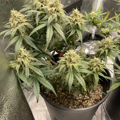 Sour Stomper growlog timeline photo