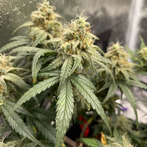 Sour Stomper growlog timeline photo