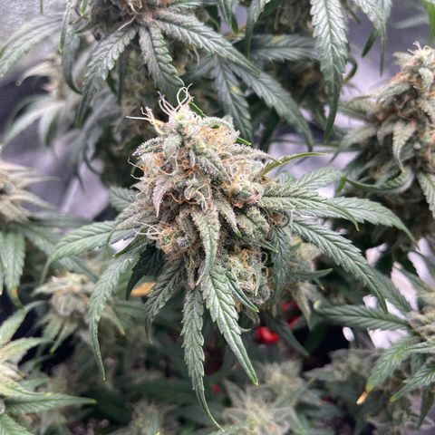 Sour Stomper growlog timeline photo