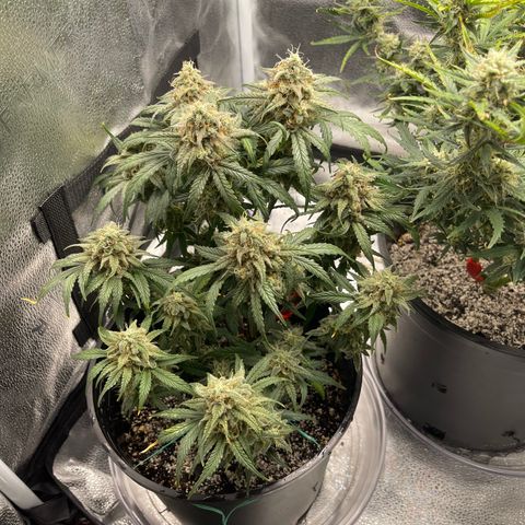 Sour Stomper growlog timeline photo