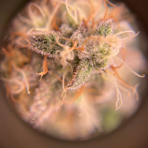 Sour Stomper growlog timeline photo