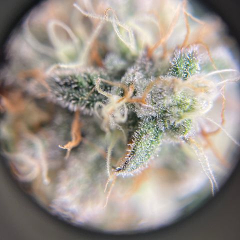 Sour Stomper growlog timeline photo