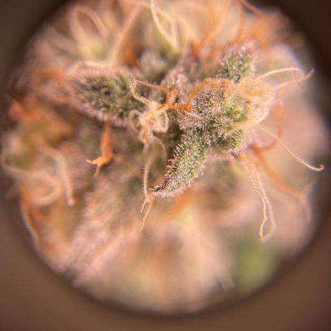 Sour Stomper growlog timeline photo