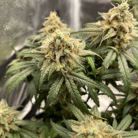 Sour Stomper growlog timeline photo