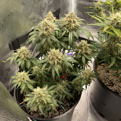 Sour Stomper growlog timeline photo