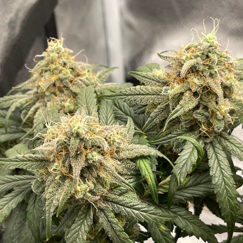 Sour Stomper growlog timeline photo