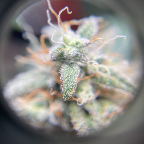 Sour Stomper growlog photo: Waiting on amber. 