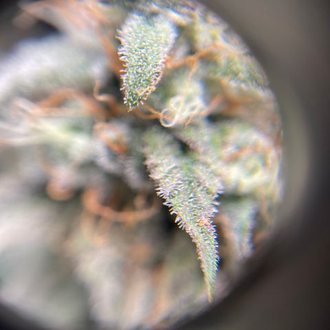 Sour Stomper growlog photo: Waiting on amber. 