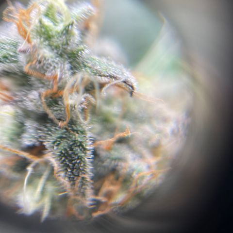 Sour Stomper growlog photo: Waiting on amber. 