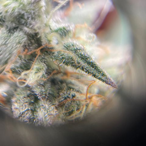 Sour Stomper growlog photo: Waiting on amber. 