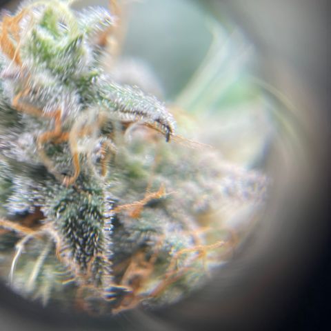 Sour Stomper growlog photo: Waiting on amber. 