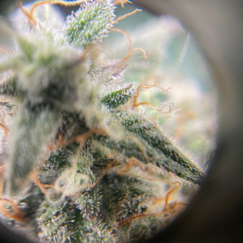 Sour Stomper growlog photo: Waiting on amber. 